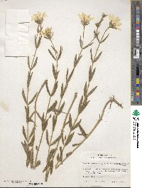 Sabatia dodecandra var. foliosa image