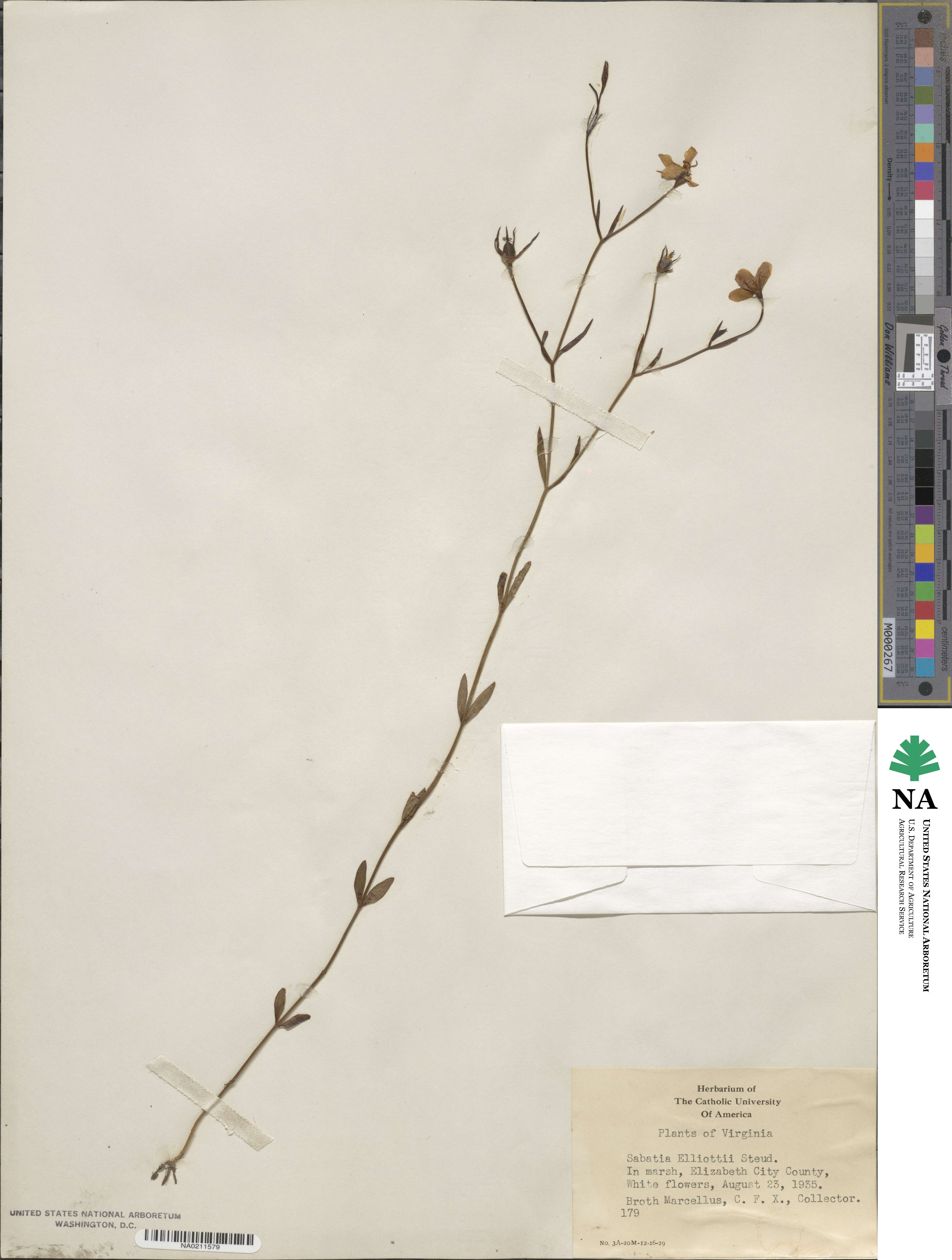 Sabatia brevifolia image