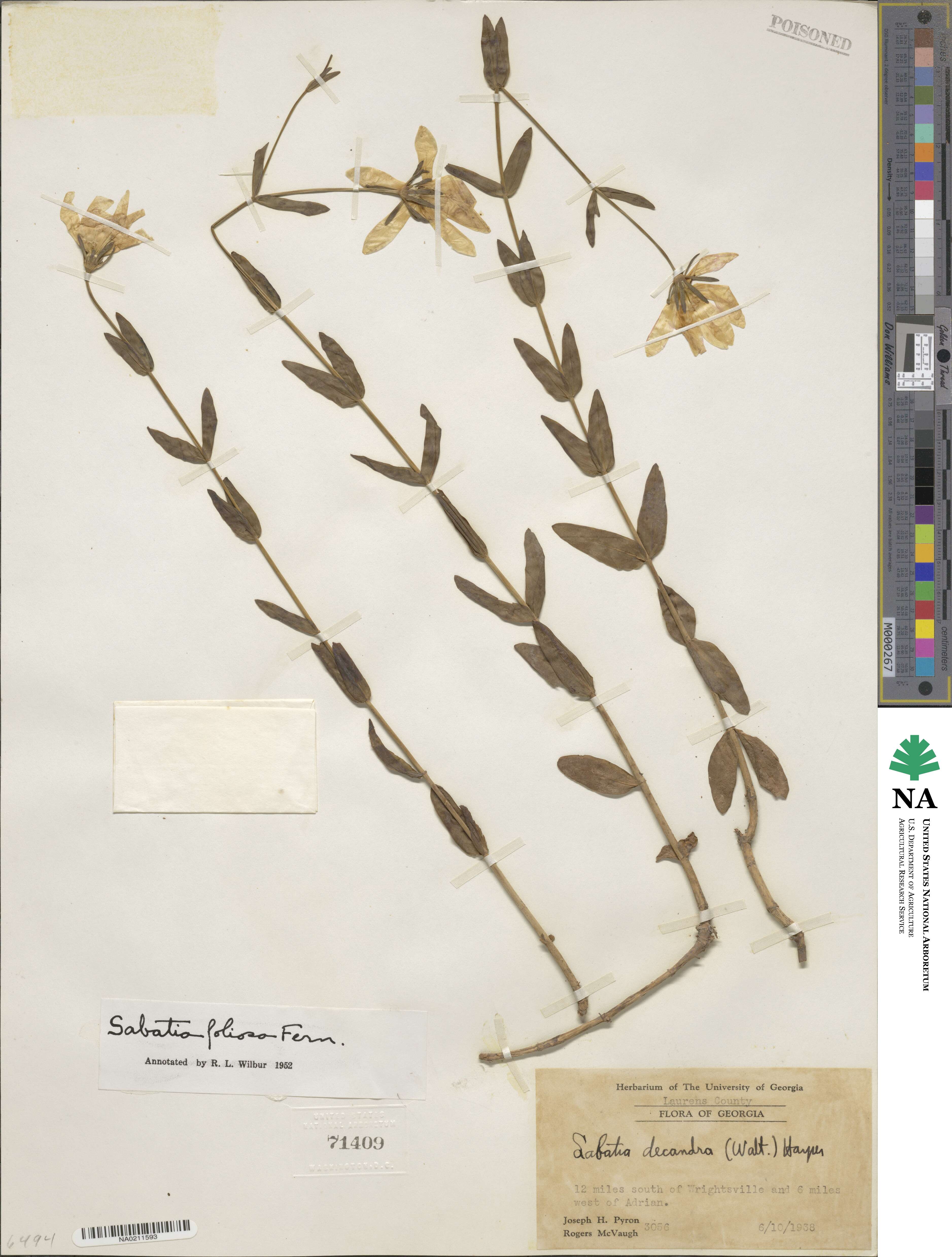 Sabatia dodecandra image