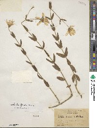 Sabatia dodecandra image