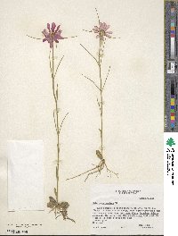 Sabatia gentianoides image