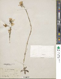 Sabatia gentianoides image