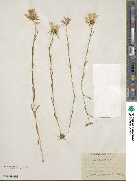 Sabatia gentianoides image