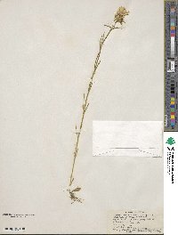 Sabatia gentianoides image