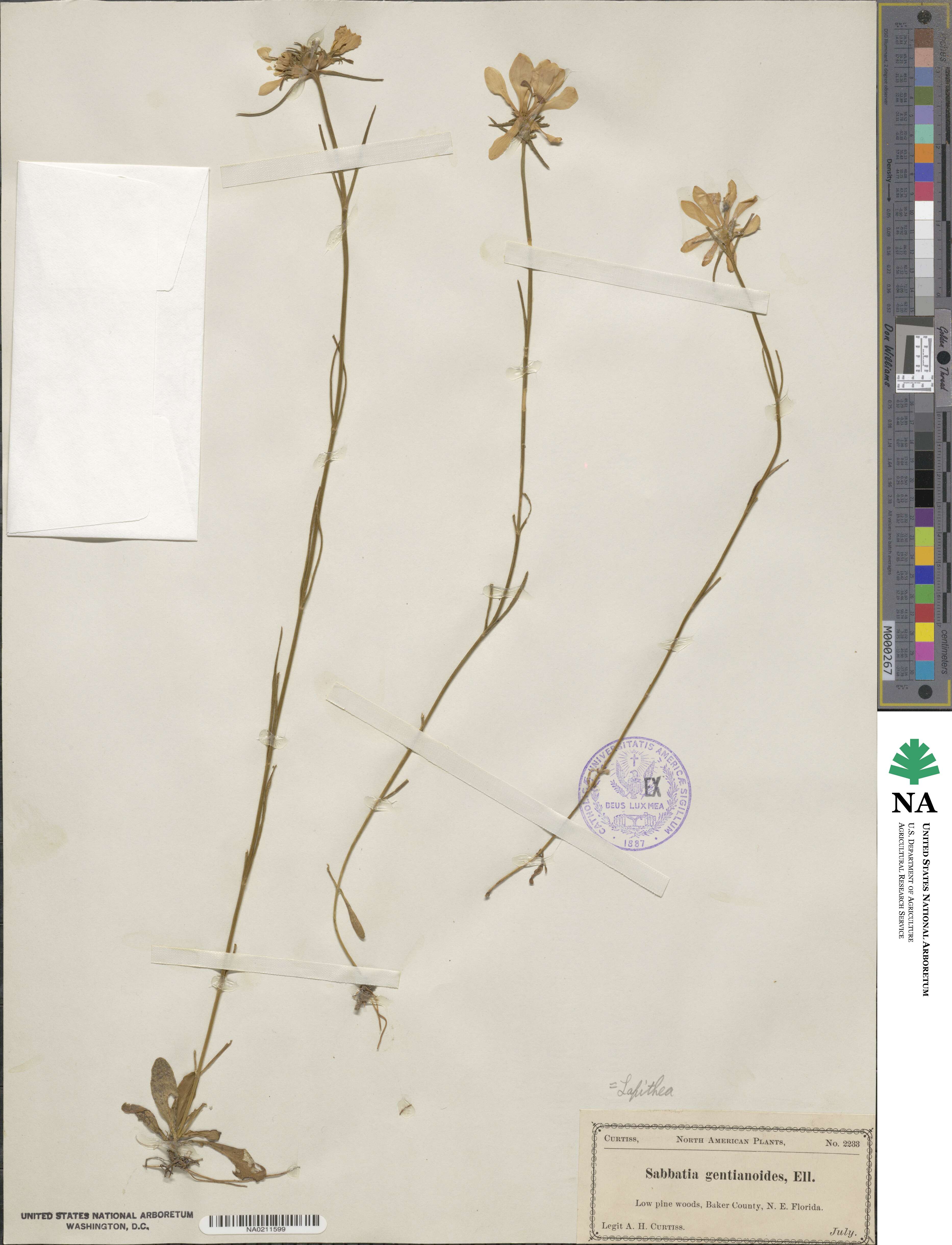 Sabatia gentianoides image