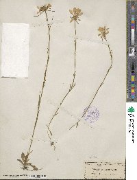 Sabatia gentianoides image