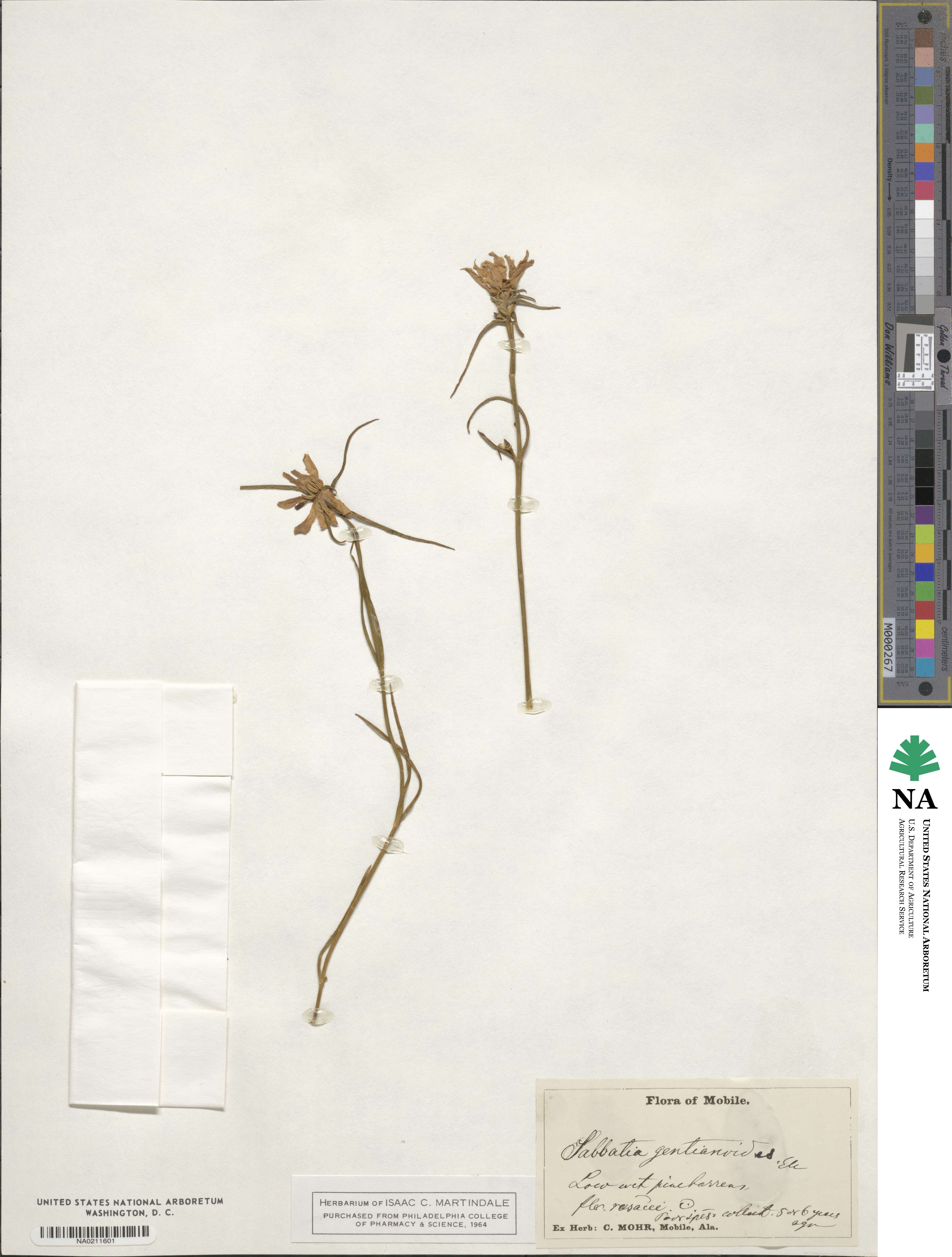 Sabatia gentianoides image