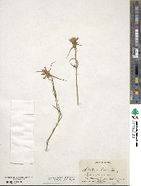 Sabatia gentianoides image