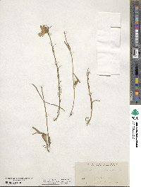 Sabatia gentianoides image