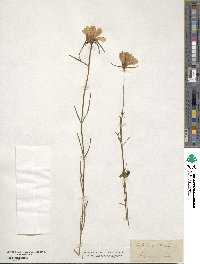 Sabatia gentianoides image