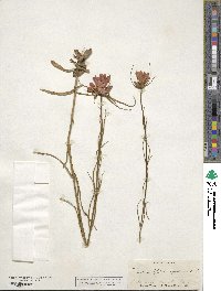 Sabatia gentianoides image