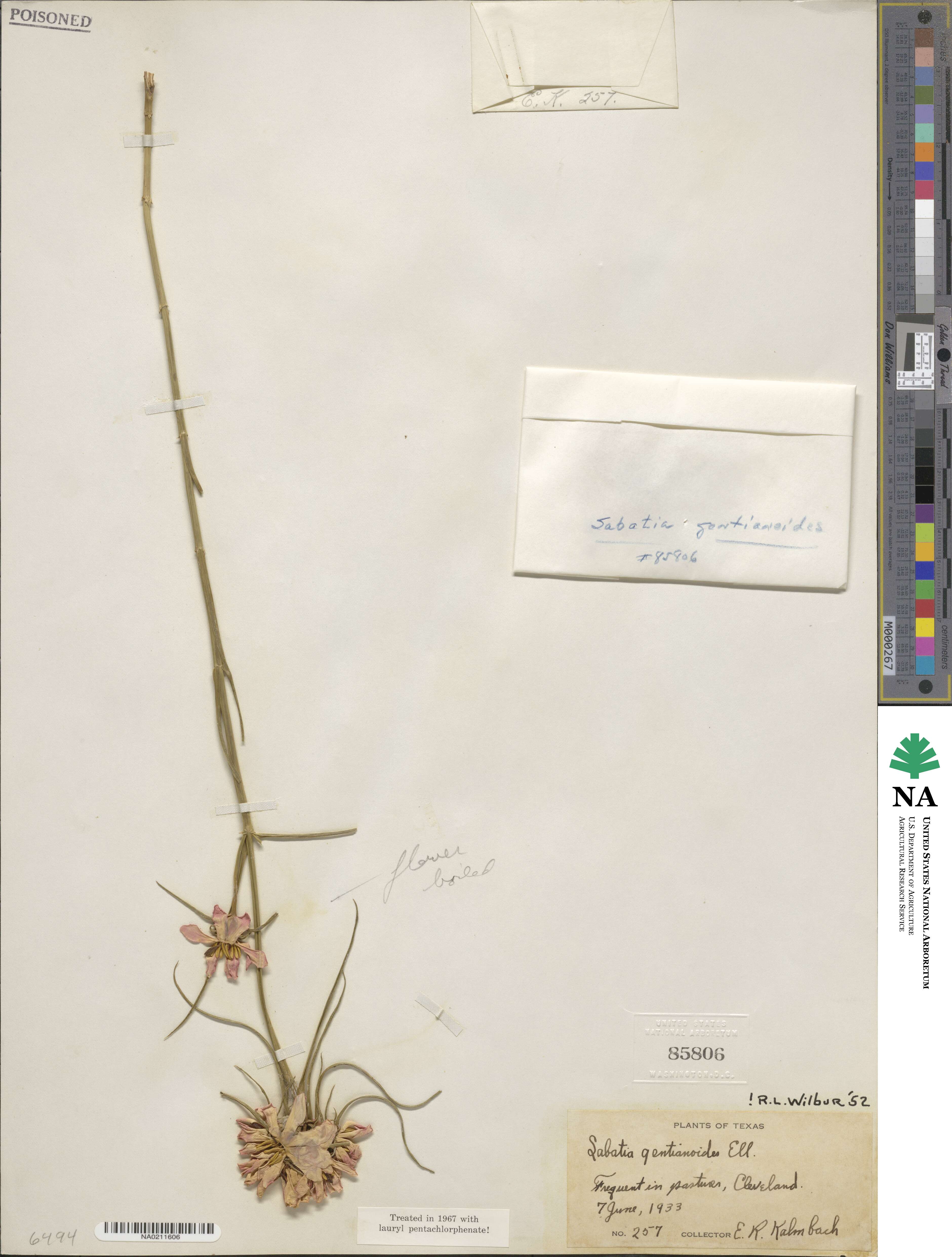 Sabatia gentianoides image