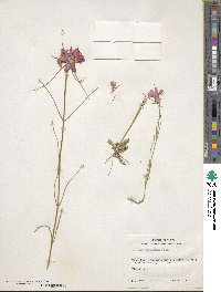 Sabatia gentianoides image