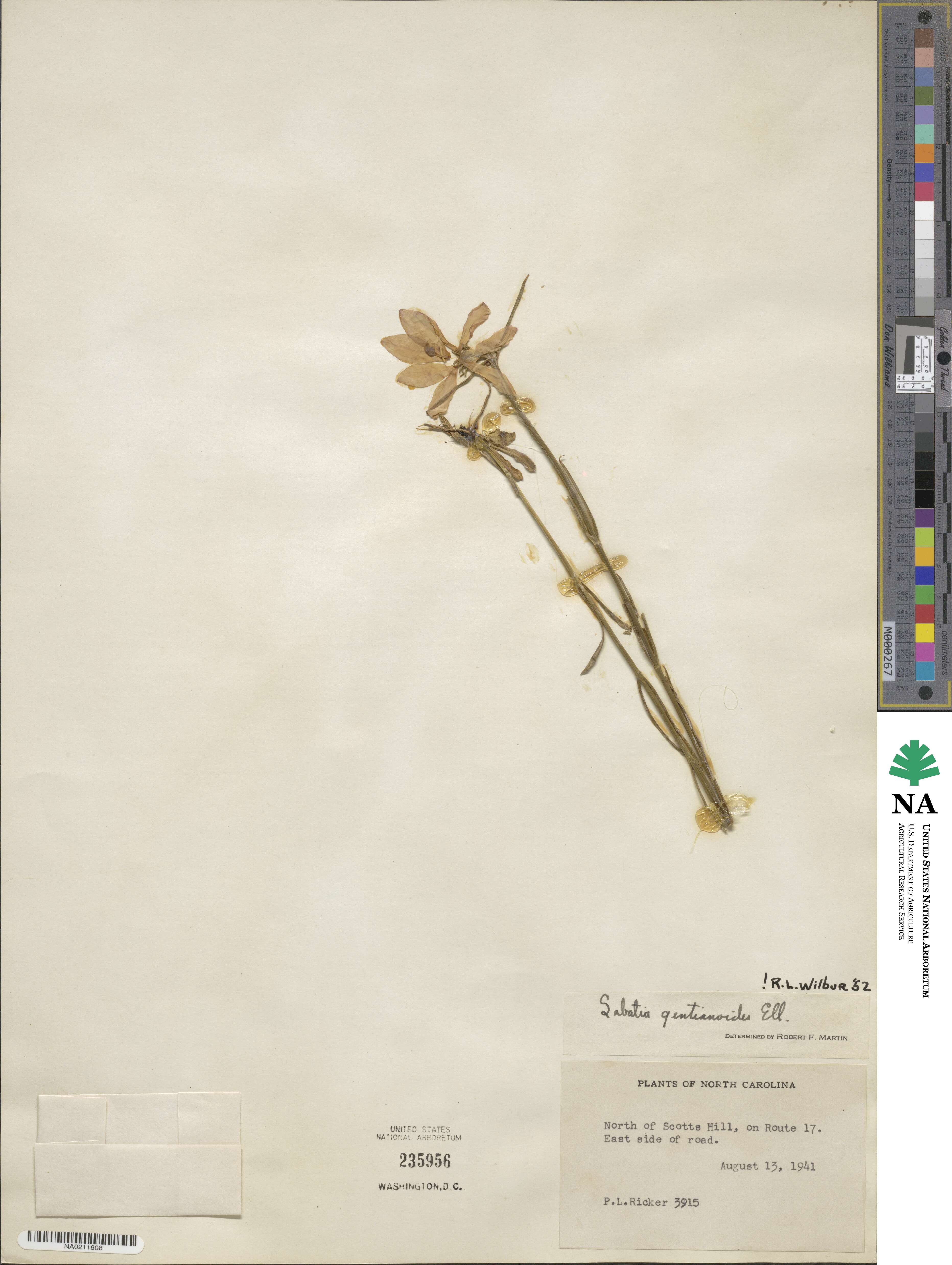 Sabatia gentianoides image