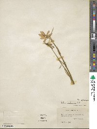 Sabatia gentianoides image