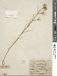 Sabatia gentianoides image