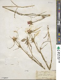 Sabatia gentianoides image