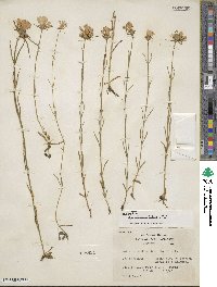 Sabatia gentianoides image