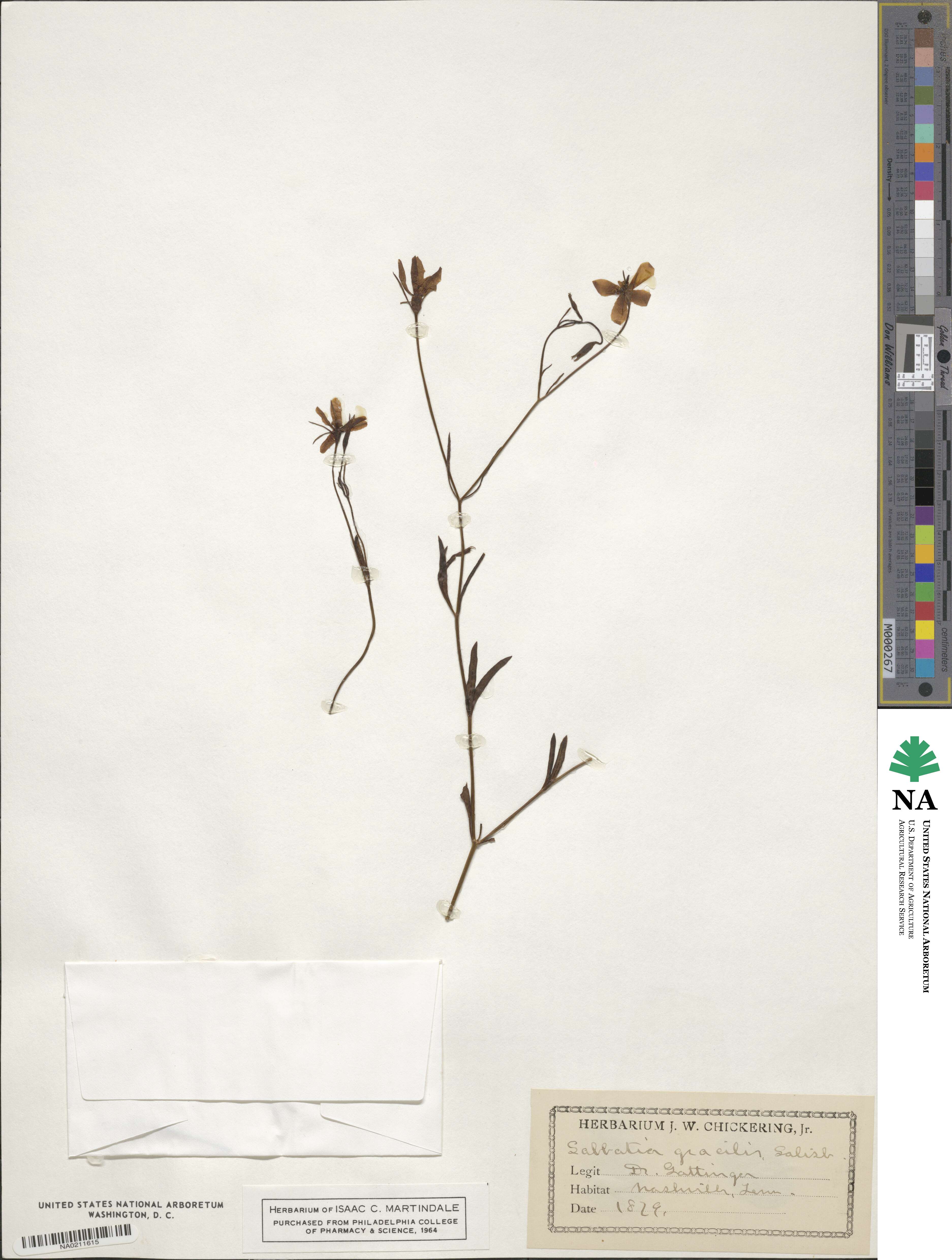 Sabatia gracilis image