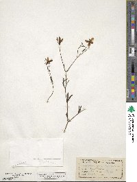 Sabatia gracilis image