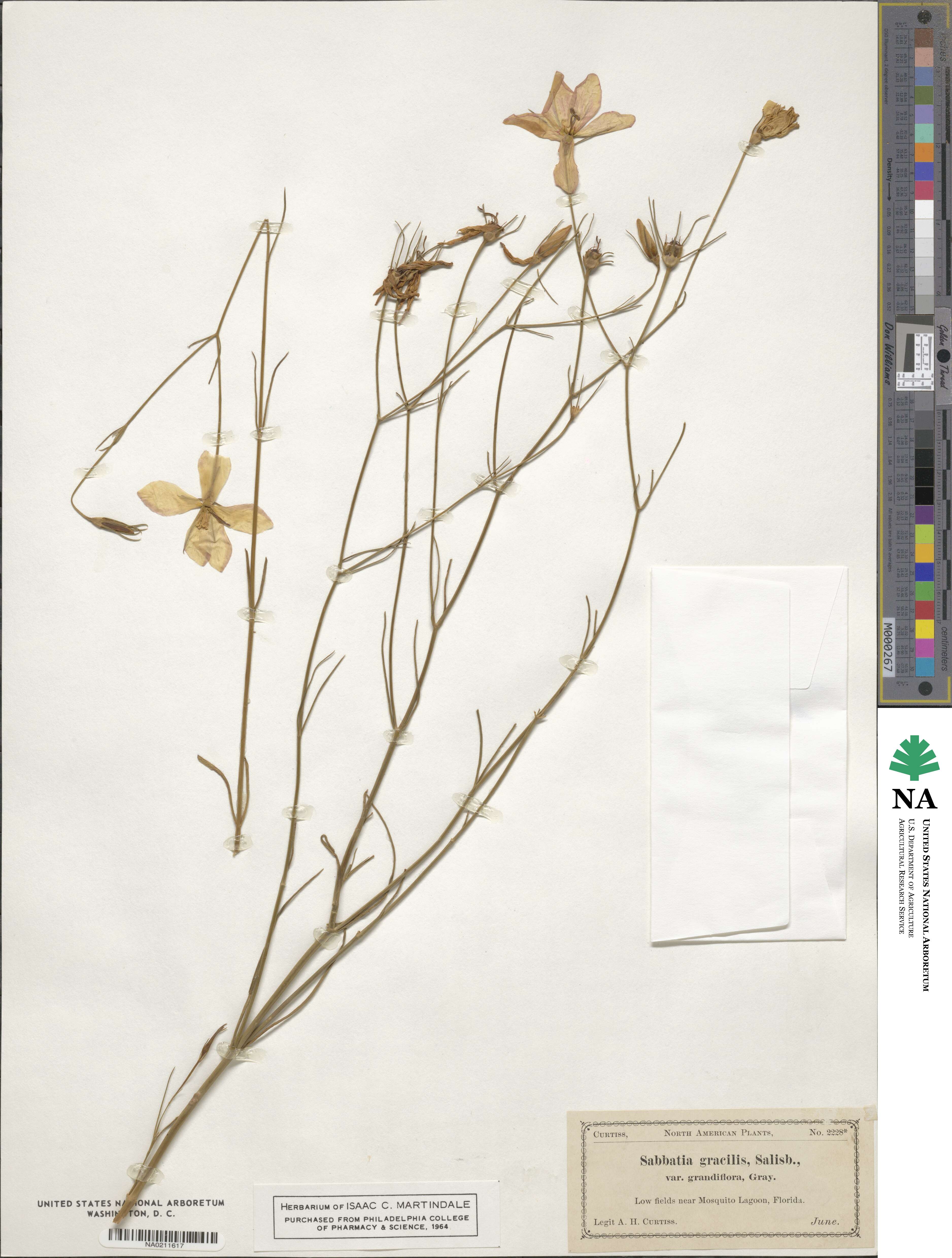 Sabatia gracilis image