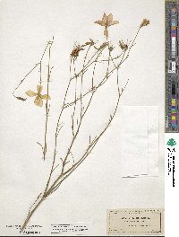 Sabatia gracilis image