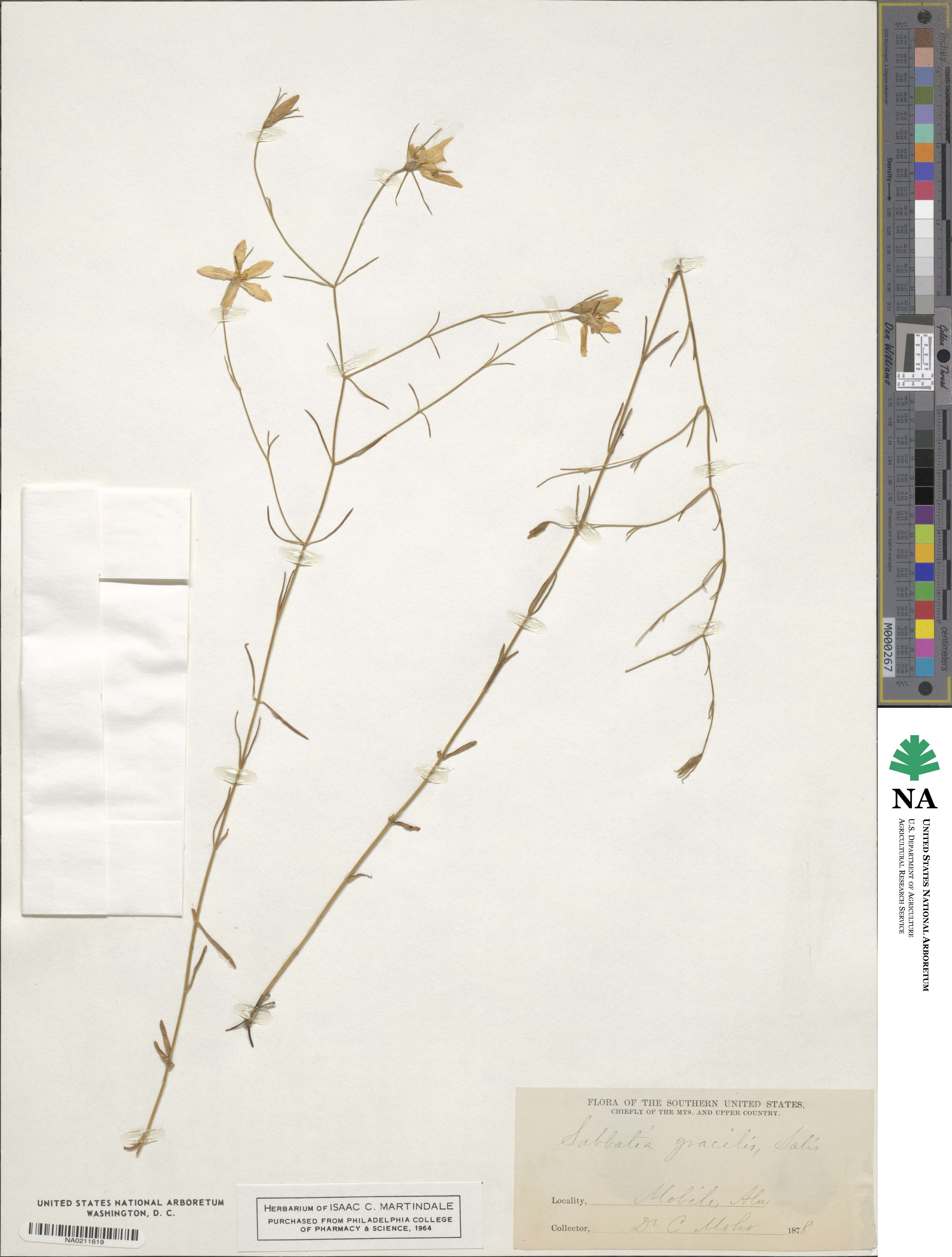 Sabatia gracilis image