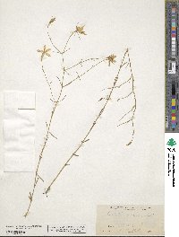 Sabatia gracilis image