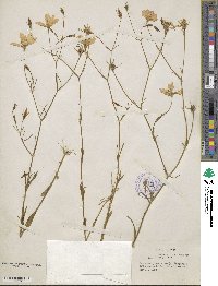 Sabatia grandiflora image