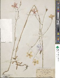 Sabatia grandiflora image