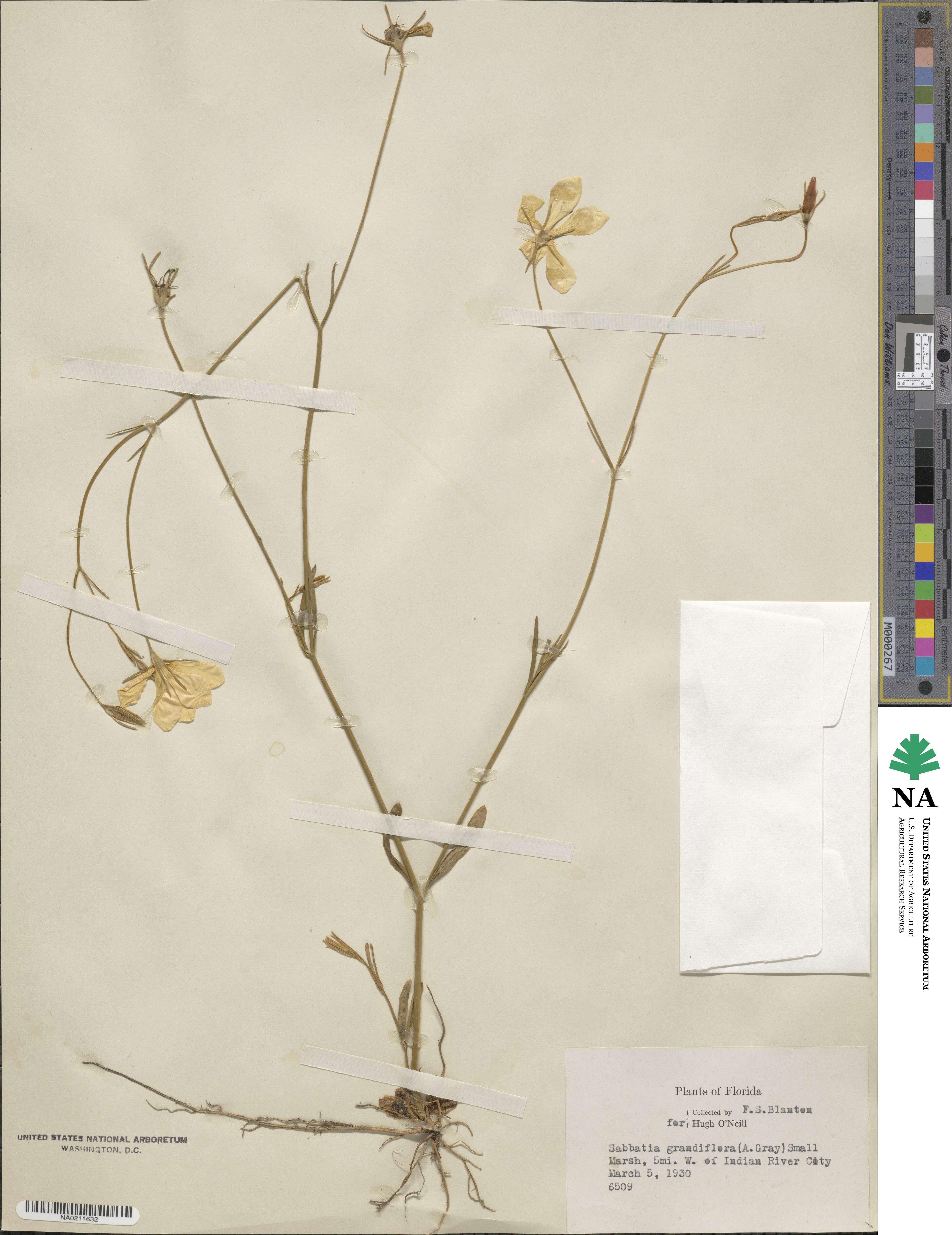 Sabatia grandiflora image