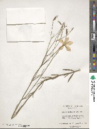 Sabatia grandiflora image