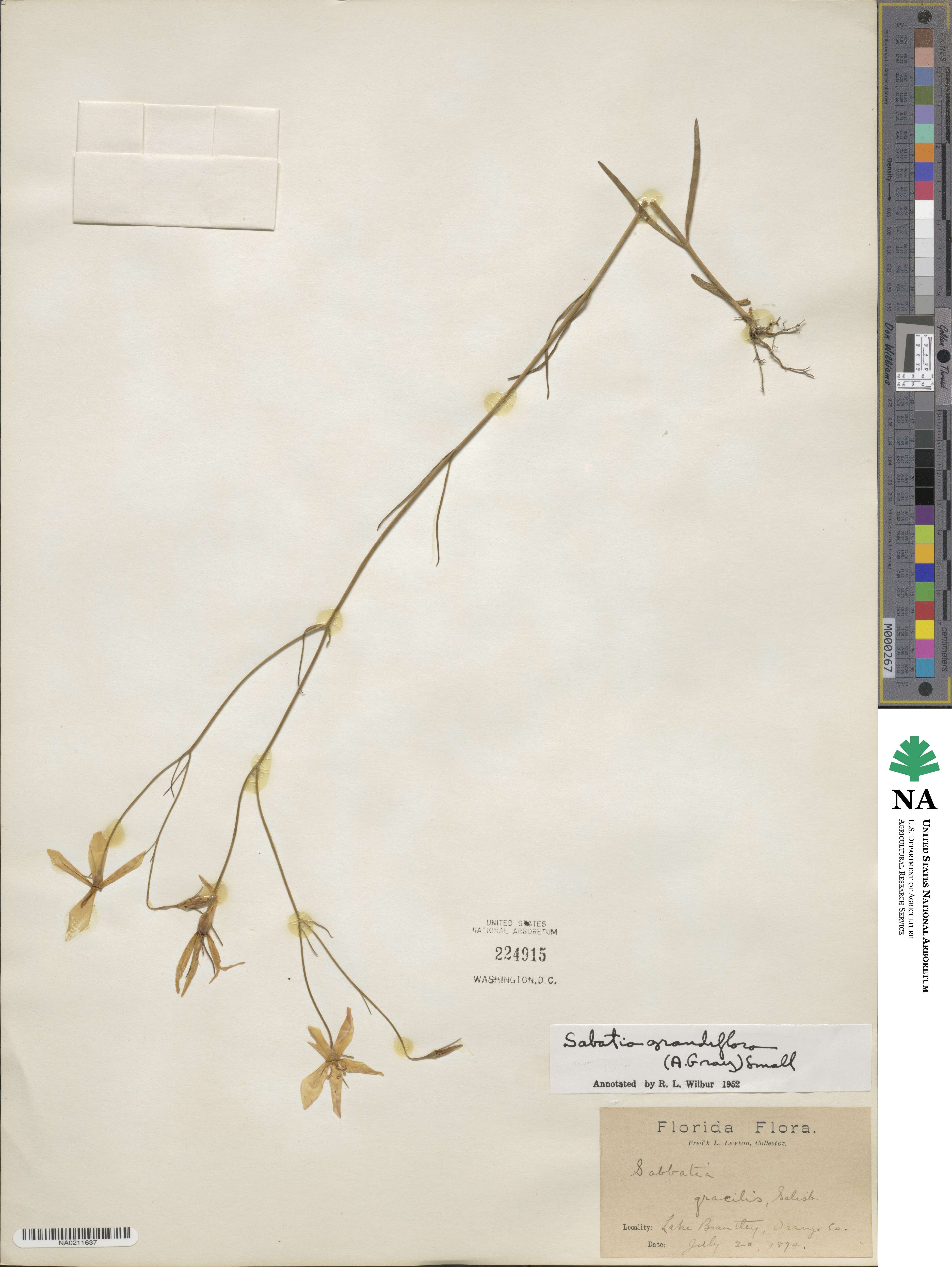 Sabatia grandiflora image