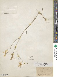 Sabatia grandiflora image