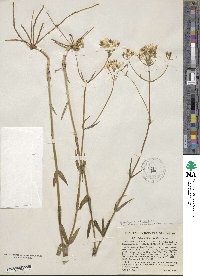 Sabatia quadrangula image