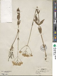 Sabatia quadrangula image