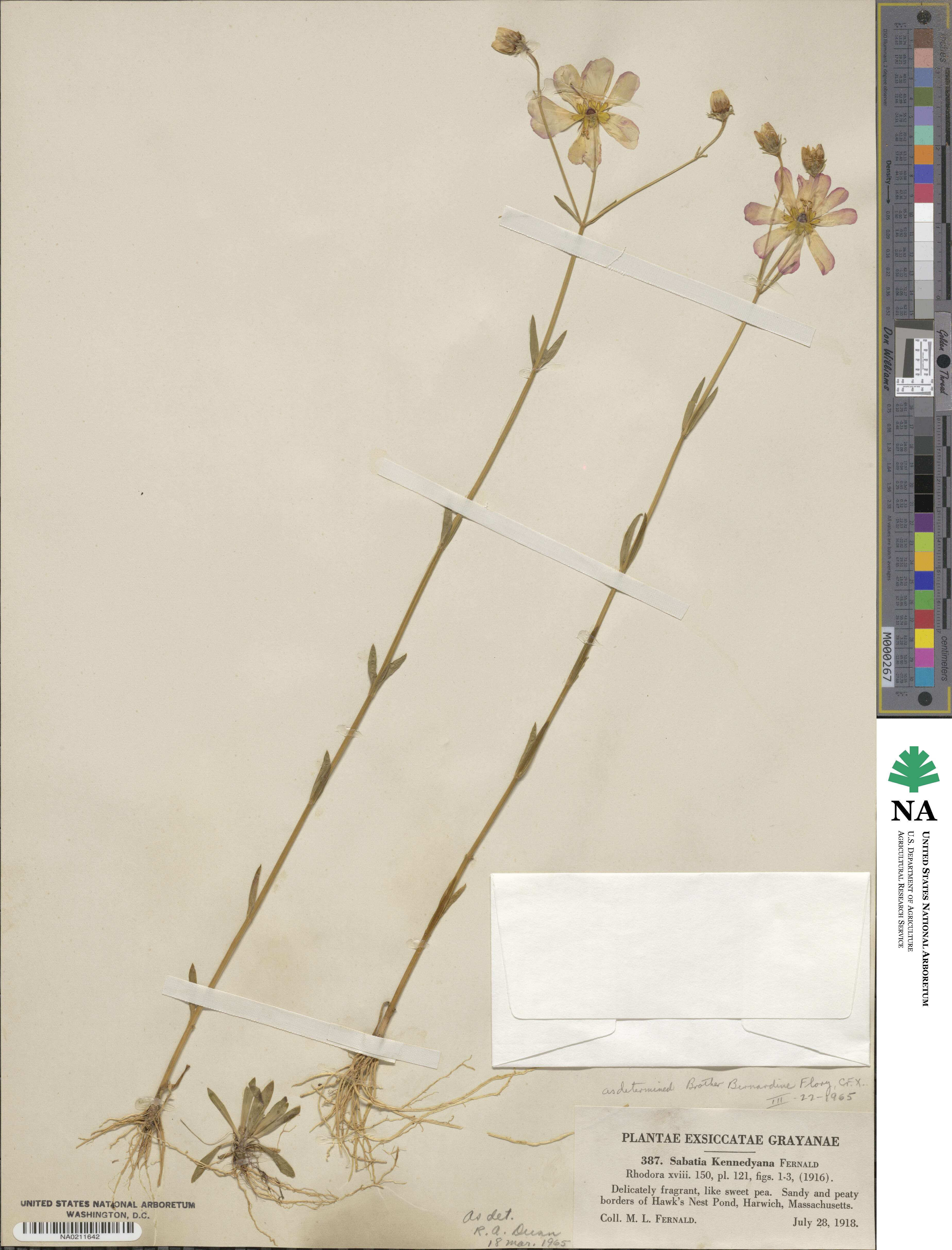 Sabatia kennedyana image