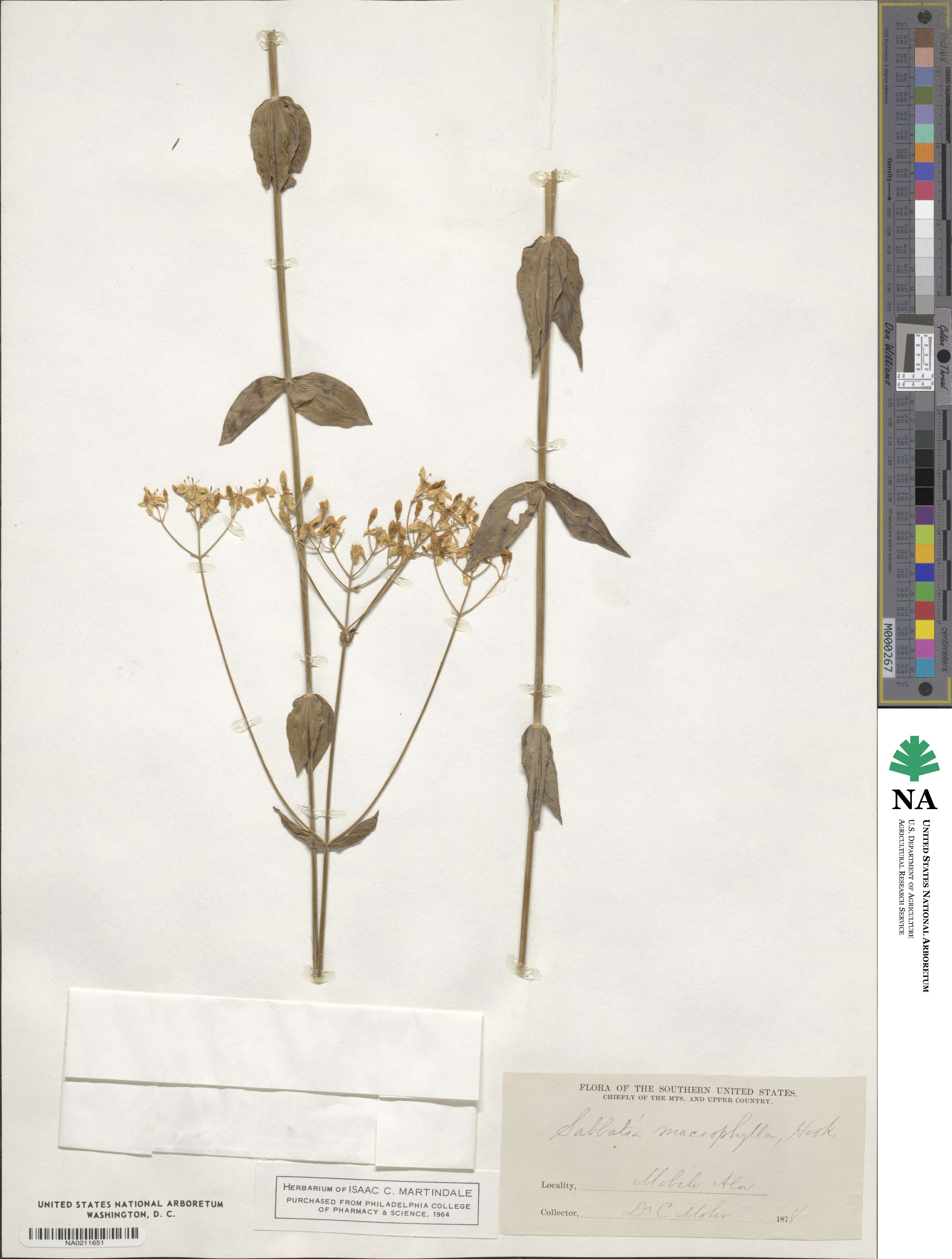 Sabatia macrophylla image