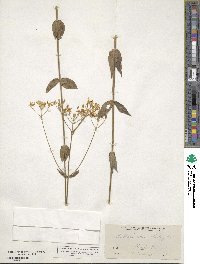 Sabatia macrophylla image