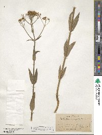 Sabatia macrophylla image