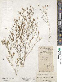 Sabatia quadrangula image