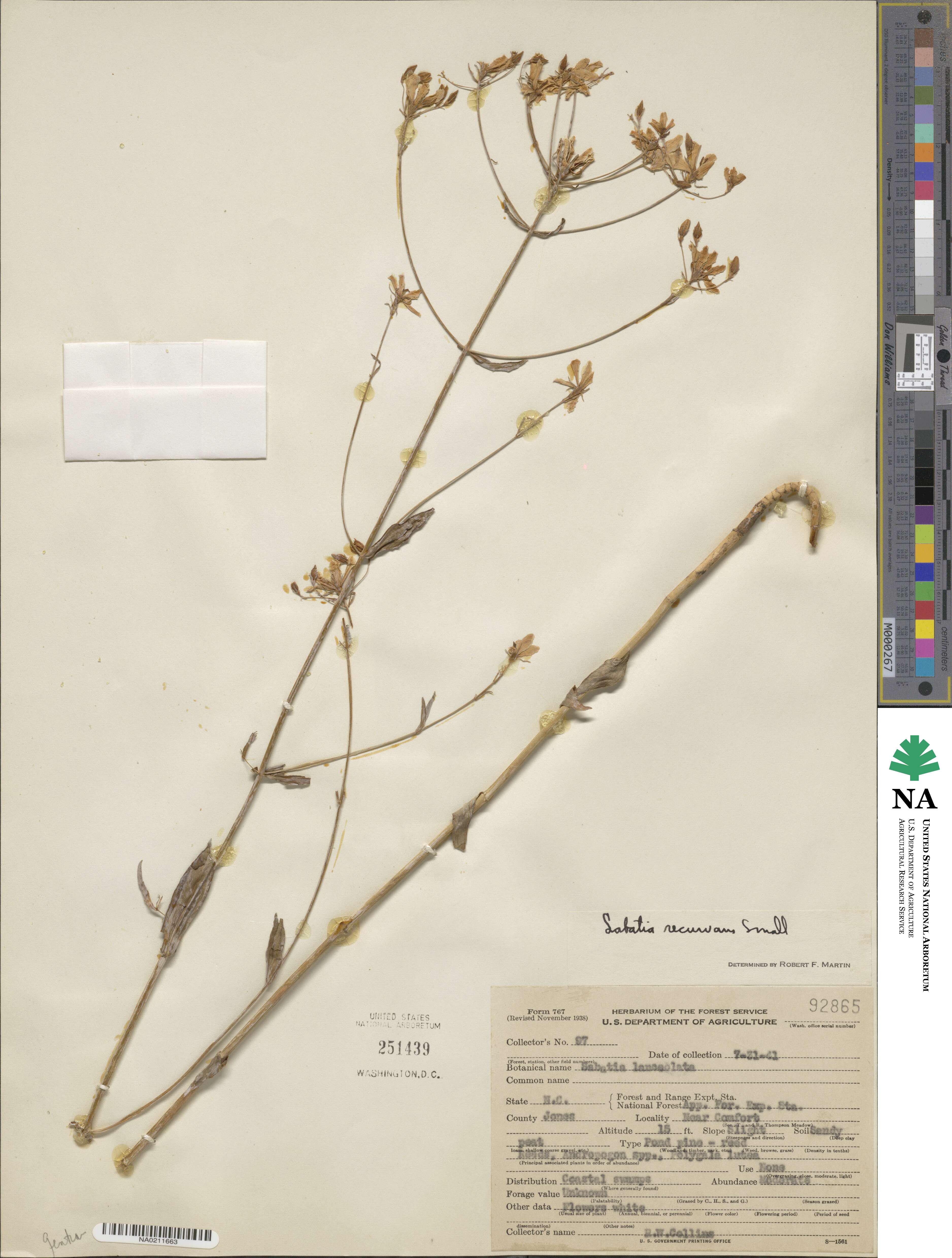 Sabatia macrophylla var. recurvans image