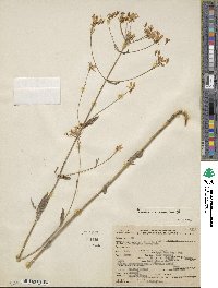 Sabatia macrophylla image