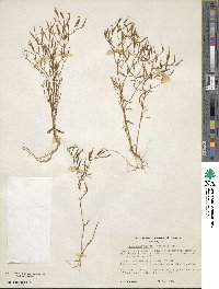 Zeltnera texensis image