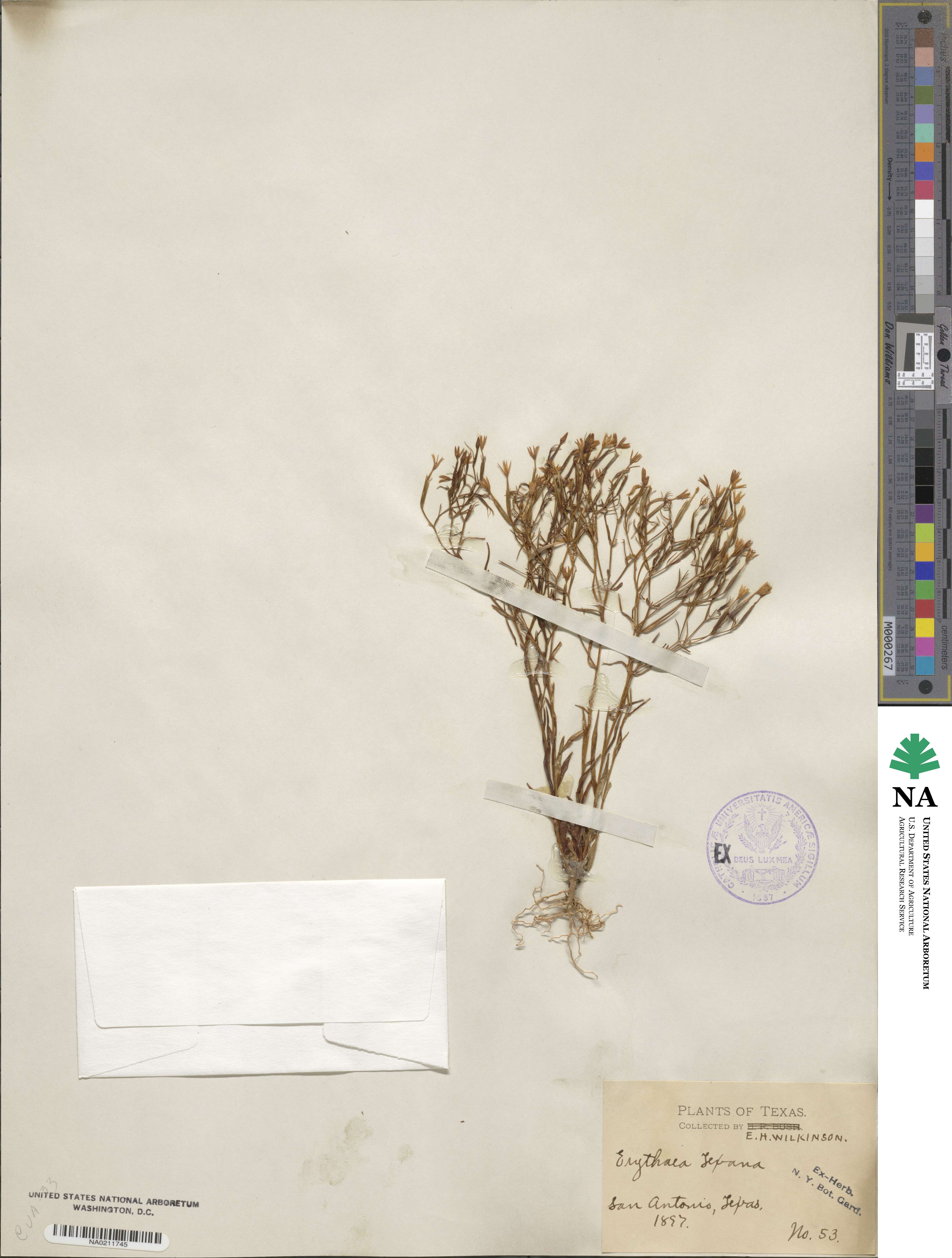 Zeltnera texensis image