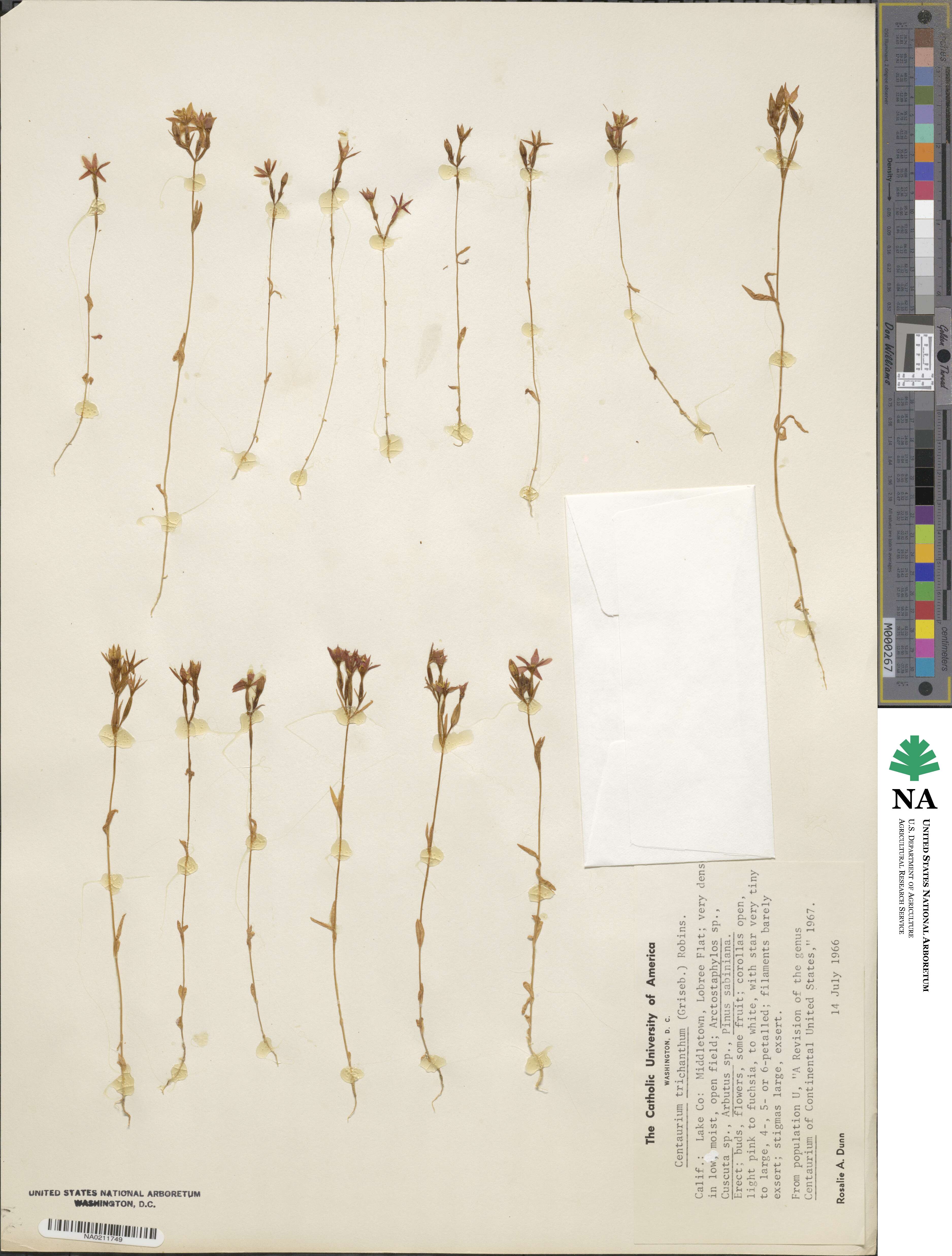 Zeltnera trichantha image