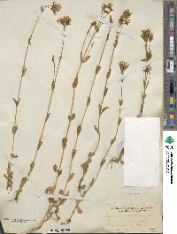 Centaurium erythraea subsp. erythraea image