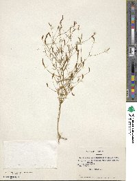 Image of Centaurium cachanlahuen