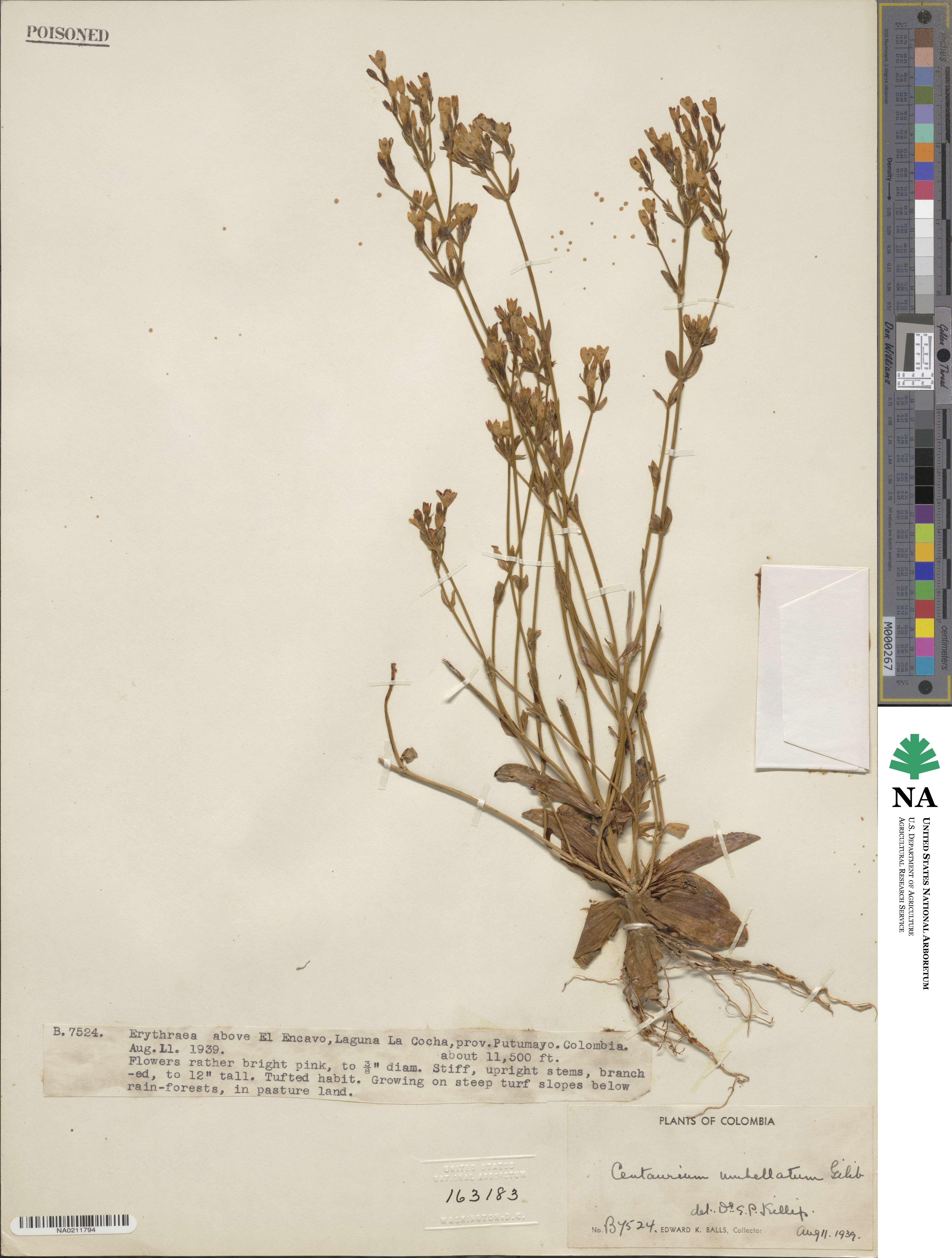 Centaurium erythraea subsp. erythraea image