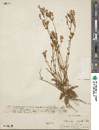 Centaurium erythraea subsp. erythraea image